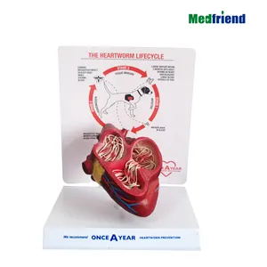 Factory Price Canine Heart with Heartworm Parasite Anatomical Model