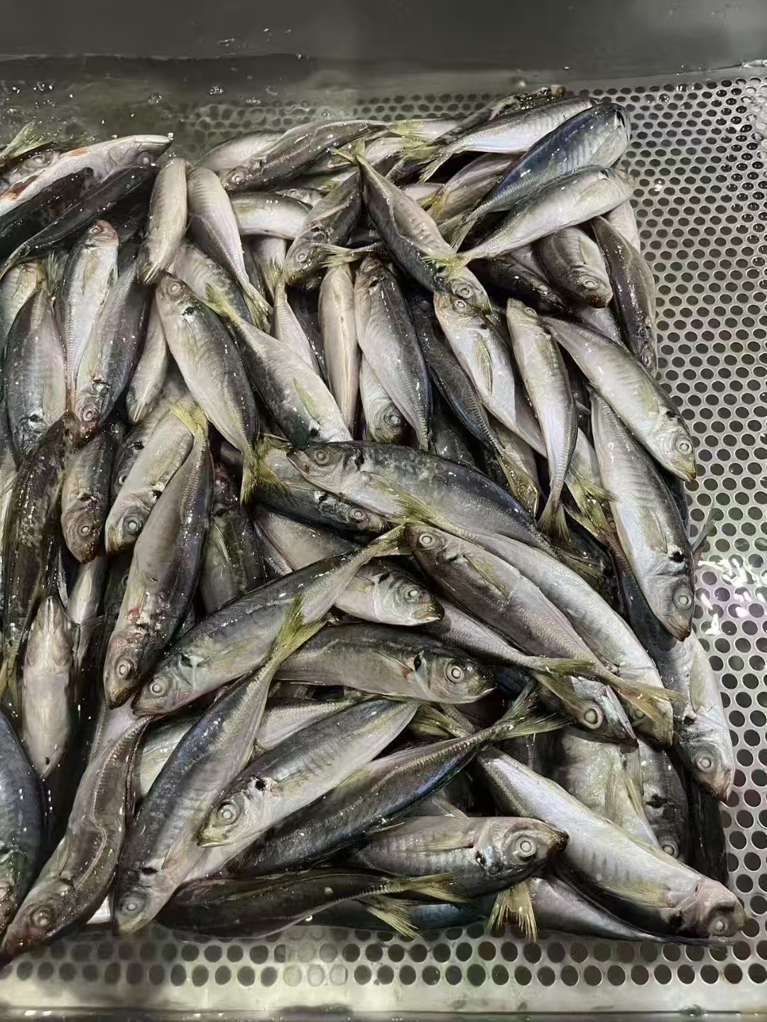 Premium Quality frozen food horse mackerel frozen food for Global ...
