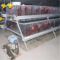 Cage à poules automatique de type A Xinye avec système d'évacuation du fumier pour élevage avicole commercial
