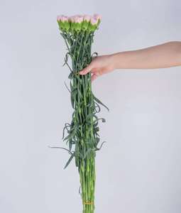 Yunnan Kunming Carnation Pink Beauty Fresh Cut bunga Guru's Day Mother splot - Product Image 5