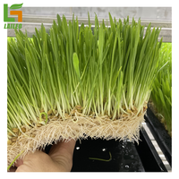 Ferme intelligente cultiver hydroponique système agricole vertical 40ft conteneur d'expédition serre ferme