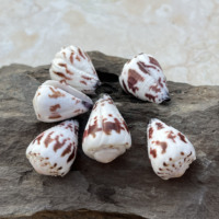 Grandes coquilles de conus ébraeus naturelles, coquillages hébreux, pour la création de bijoux DIY, colliers, boucles d'oreilles, breloques, style marin hawaïen