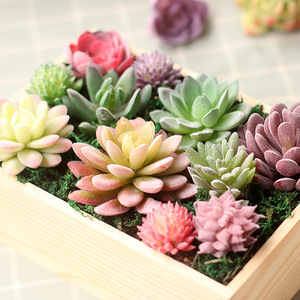 Succulentas <span class=keywords><strong>al</strong></span> <span class=keywords><strong>por</strong></span> <span class=keywords><strong>Mayor</strong></span>, Surtido <span class=keywords><strong>de</strong></span> Mini Cactus Decorativos, Arreglo Colgante para Interiores y Exteriores, Plantas Artificiales <span class=keywords><strong>Suculentas</strong></span> en <span class=keywords><strong>Venta</strong></span> - Product Image 2