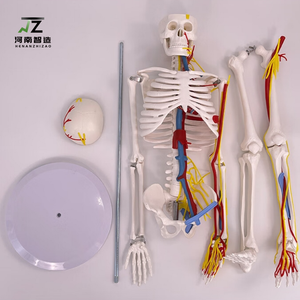 Modelo de Cinturón Óseo Humano de Alta Calidad de 85 CM, Modelo Cardiovascular para Entrenamiento Médico - Product Image 2