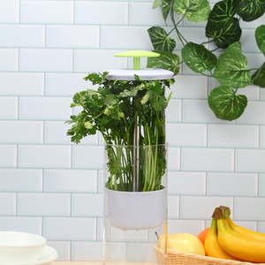 Vetro traspirante Erba Custode alto di stoccaggio con fessure di ventilazione <span class=keywords><strong>per</strong></span> la coltivazione di erbe fresche cucina frigorifero <span class=keywords><strong>Organizer</strong></span> - Product Image 2