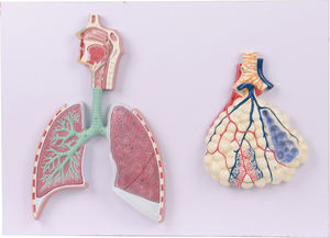 Медицинская наука анатомическая модель дыхательной системы человека - Product Image 2