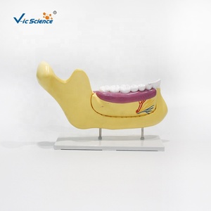 Modelo de Anatomía Dental y Molares para Consultorio Dental, Modelo de Demostración Dental, Modelo de Estudio de Implantes Dentales, Anatomía Dental - Product Image 4