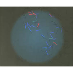 Papel de Seguridad con Marca de Agua para Impresión de Cupones, Boletos, Vales y Certificados - Product Image 2