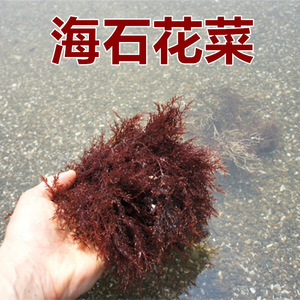 Hai Shi Hua 100% natural crudo seco rojo <span class=keywords><strong>Gelidium</strong></span> amansii agars rojo seamoss algas agar para la venta - Product Image 3