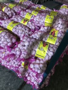 Aglio Fresco Biologico Bianco Pelato di Shandong, Qualità Alimentare, Conservazione Refrigerata - Product Image 5