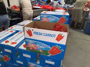Trung Quốc Mùa giải mới Hữu Cơ tươi Cà rốt 4kg 10kg carton gói xuất khẩu Trung Quốc trái cây màu Đỏ cà rốt rau nhà sản xuất - Product Image 4