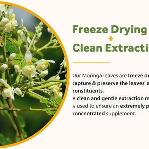 Capsules de Moringa à étiquette personnalisée pour améliorer le teint et favoriser un vieillissement sain – Complément de Moringa 90 capsules - Product Image 6