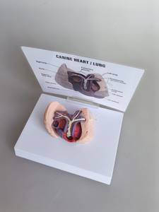 कैनाइन दिल और फेफड़े का मॉडल पशु शरीर शरीर शरीर शरीर शरीर रचना मॉडल पशु चिकित्सा के लिए हृदय और फेफड़ों के हृदय रोग का - Product Image 2