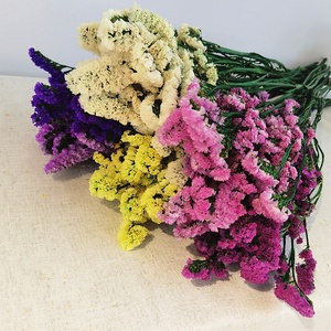 ขายส่งเก็บรักษาดอกไม้ <span class=keywords><strong>Myosotis</strong></span> <span class=keywords><strong>Sylvatica</strong></span> เก็บไว้ลืมฉันไม่ได้สำหรับการจัดดอกไม้ - Product Image 1