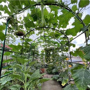 Treillis de jardin pour concombres avec filet d'escalade pour tomates, aubergines et légumes grimpants - Product Image 4