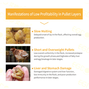 Thức ăn hỗn hợp bổ sung cho gà đẻ trứng, bổ sung Phốt pho dễ hấp thụ hơn, <span class=keywords><strong>Vitamin</strong></span> tổng hợp cho gà mái đẻ - Product Image 3