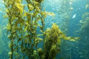 Toqi Fertilizante Agrícola por atacado Extrato de algas marinhas Fertilizante Líquido Fertilizante Orgânico