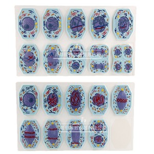 Modelos de mitosis y meiosis en células vegetales y animales; material didáctico e instrumentos para biología de secundaria. - Product Image 3