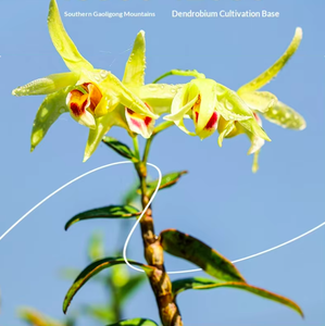 Thé aux herbes 100 % pur et naturel pour le bien-être – Ingrédients pour les marques <span class=keywords><strong>de</strong></span> compléments alimentaires – Thé biologique aux fleurs <span class=keywords><strong>de</strong></span> Dendrobium Officinale - Product Image 4