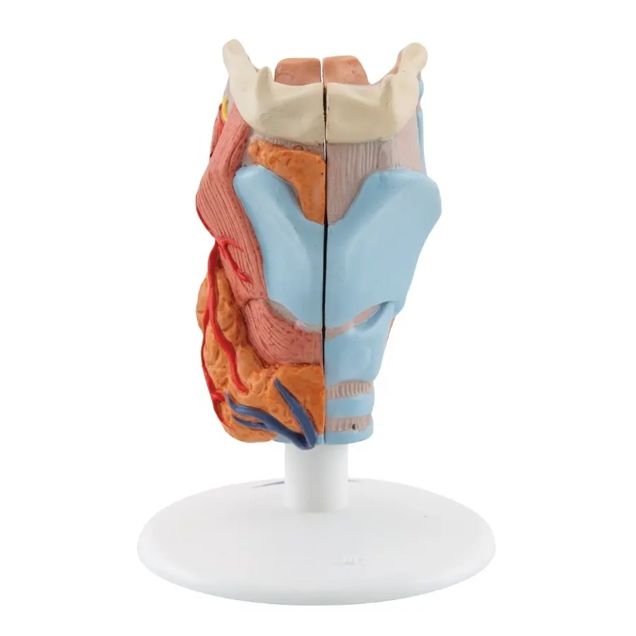 Professional Magnified Human Larynx Joint Simulation Model Medical Anatomy/ Biological anatomy model