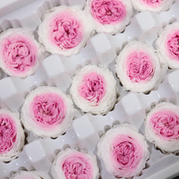 Fournisseurs actifs de têtes de roses conservées 2-3 véritables roses naturelles pour toujours pour la décoration intérieure ou l'arrangement de mariage