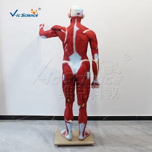 Modèle de torse de <span class=keywords><strong>corps</strong></span> <span class=keywords><strong>humain</strong></span> médical grandeur nature 29 partie Figure <span class=keywords><strong>musculaire</strong></span> humaine avec modèle d'anatomie des organes 22 pièces - Product Image 5