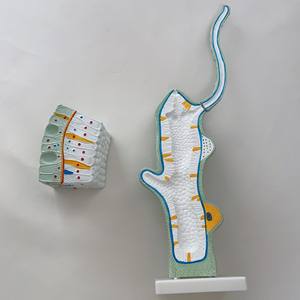 Biologie-Unterricht Hydra Strukturmodelle Anatomisches Zoologie-Modell für die Mittelschule - Product Image 5