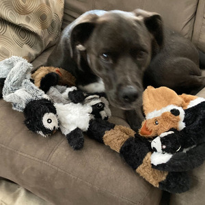 Komik dayanıklı yün köpek çiğnemek oyuncak Crinkle özelliği ile simüle hayvan hiçbir doldurma sesli evcil hayvan oyuncağı - Product Image 5