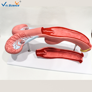 Modèle d'utérus <span class=keywords><strong>bovin</strong></span> sectionné haute simulation pour l'enseignement de l'anatomie vétérinaire et la <span class=keywords><strong>formation</strong></span> en insémination artificielle CE/ISO/ROHS/CNAS - Product Image 4