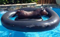 Flotador Inflable Gigante con Forma de Toro, Juguete Acuático Resistente de PVC con Asas para Adultos, para Piscina, Lago, Playa, Verano, 94x77 Pulgadas