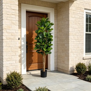 Prix de gros du Ficus pandurata, plantes à feuilles persistantes et durables - Product Image 4