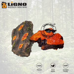 ผงสารสกัดบริสุทธิ์จากเห็ดแอนโตรเดีย แคมฟอร์าต้า LiGNO AC07 ส่วนผสมมาตรฐานสำหรับดูแลตับ - Product Image 1