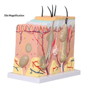 Modelo Anatómico Tridimensional de Piel con Ampliación 50x, Estructura de Tejido Cutáneo Humano en PVC, para Entrenamiento en Cirugía Estética - Product Image 1
