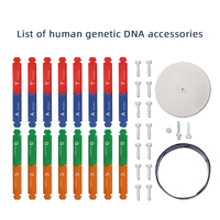 Modelo 3D de ADN, Kit de Construcción de Estructura Molecular, Kit de Ciencia Genética de Alta Calidad, Herramienta de Aprendizaje de Biociencia en Plástico Resistente