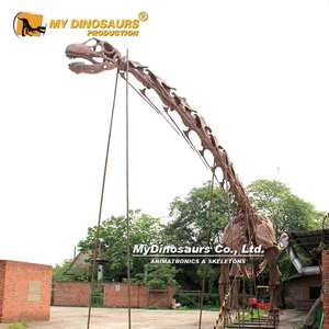 MY DINO Musée Exposition Taille Réelle <span class=keywords><strong>Grand</strong></span> Dinosaure Argentinasaurus Squelette à vendre - Product Image 1