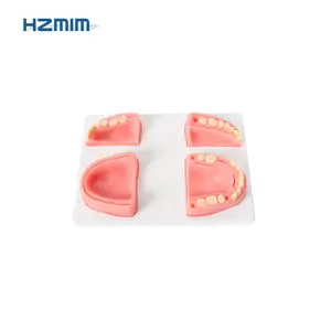 Modelos de treinamento dentário humano almofada de sutura com dentes de resina para a prática de produtos de ciências médicas