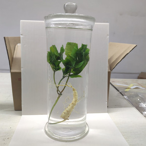 Plantes succulentes Arisaema, spécimens de luxe pour salle de formation, musée d'échantillons, enseignement sur la préservation des couleurs des succulentes. - Product Image 5