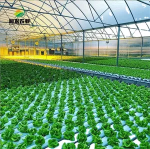 Runfa Agricultural Hydro ponic Growing Systems PVC-Kanal Hydro ponic Nft für Salat Indoor/Gewächshaus-Anbaus ystem