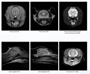 EUR VET Meilleure vente d'équipements vétérinaires, imagerie diagnostique, machine d'<span class=keywords><strong>IRM</strong></span> pour petits animaux, <span class=keywords><strong>IRM</strong></span> pour chiens, système <span class=keywords><strong>IRM</strong></span> <span class=keywords><strong>ouvert</strong></span> 0,3T - Product Image 6