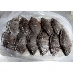 Tilapia entière congelée Taiseng, procédé IQF, origine Fujian, spécification 500-800g - Product Image 3