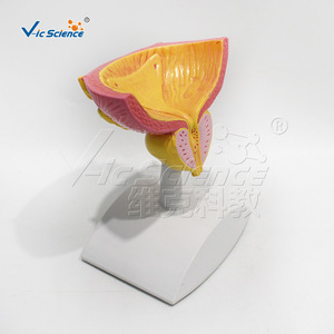Fournisseur direct d'usine de modèles anatomiques de la vessie et de la prostate en PVC écologique. - Product Image 4