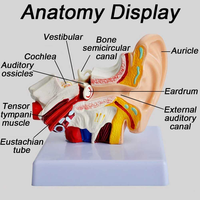 Modelo Anatómico de Oído de PVC para Enseñanza Médica, Modelo Humano Izquierdo, Modelo Anatómico de Membrana Timpanica, Conducto Auditivo