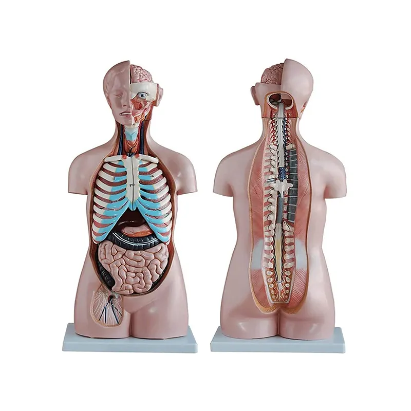 Medical Education Used 85 cm Human Half Body Sexless Torso Anatomy Model with 20 Parts