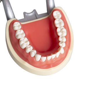 Modèles de cavité buccale dentaire à mâchoire longue articulée, 32 pièces, détachables, pour la préparation dentaire, en résine - Product Image 1