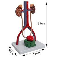 Modelo de sistema genitourinario, molde anatómico de riñón para la enseñanza tridimensional de la estructura vesicoureter
