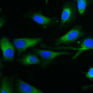 <span class=keywords><strong>Elab</strong></span> Fluor 488-Anticuerpo Monoclonal de Tubulina Beta Conjugada - Product Image 1
