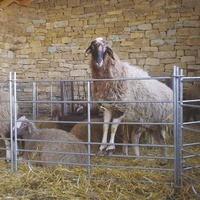 Système de protection et de clôture portable pour moutons avec panneaux galvanisés à chaud pour utilisation dans les ranchs, style australien, protection contre tous les temps