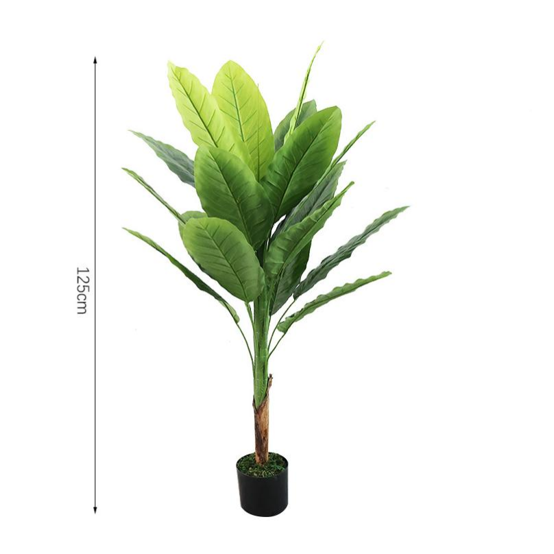 Pianta sempreverde in vaso a 18 foglie