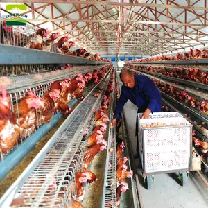 Cocô de galinha feita sob encomenda, tamanho personalizado frango galinha coop grande corrida