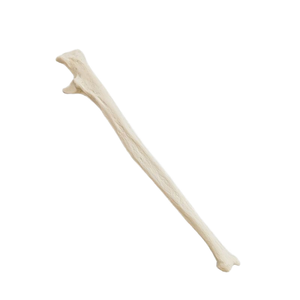 Modelo de Hueso Ulnar del Brazo Humano, Tamaño Real, Modelo Anatómico Estructural del Ulnar para Ciencias Médicas - Product Image 4